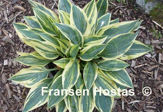 Hosta Striped Weasel